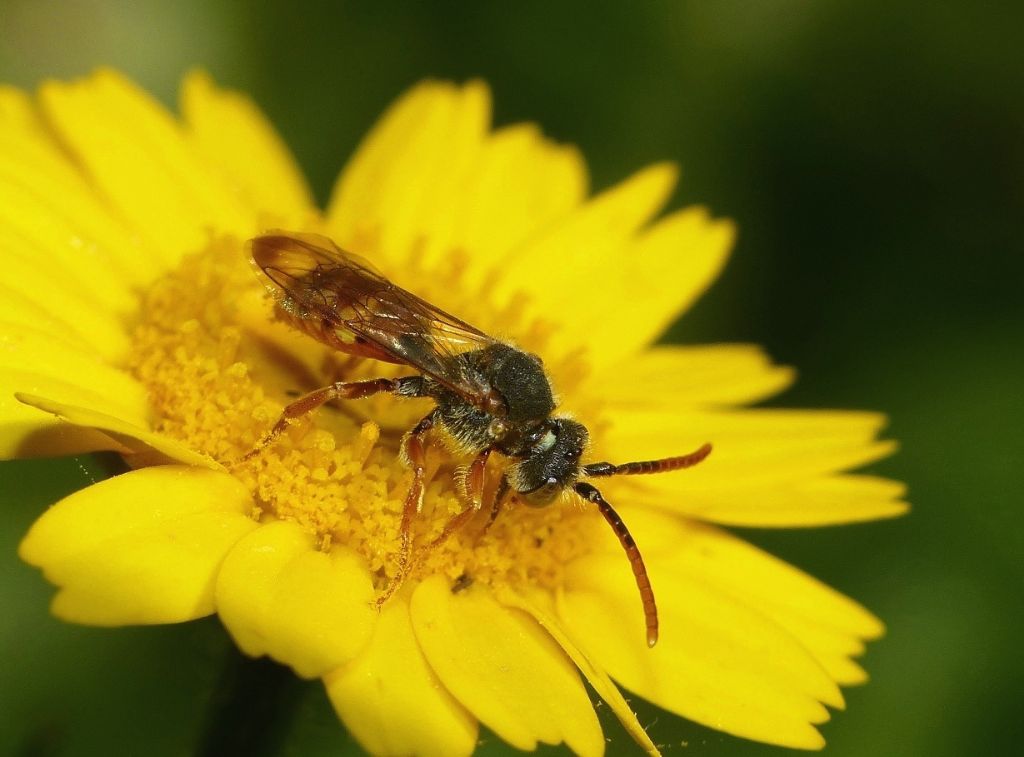 Piccola Nomada